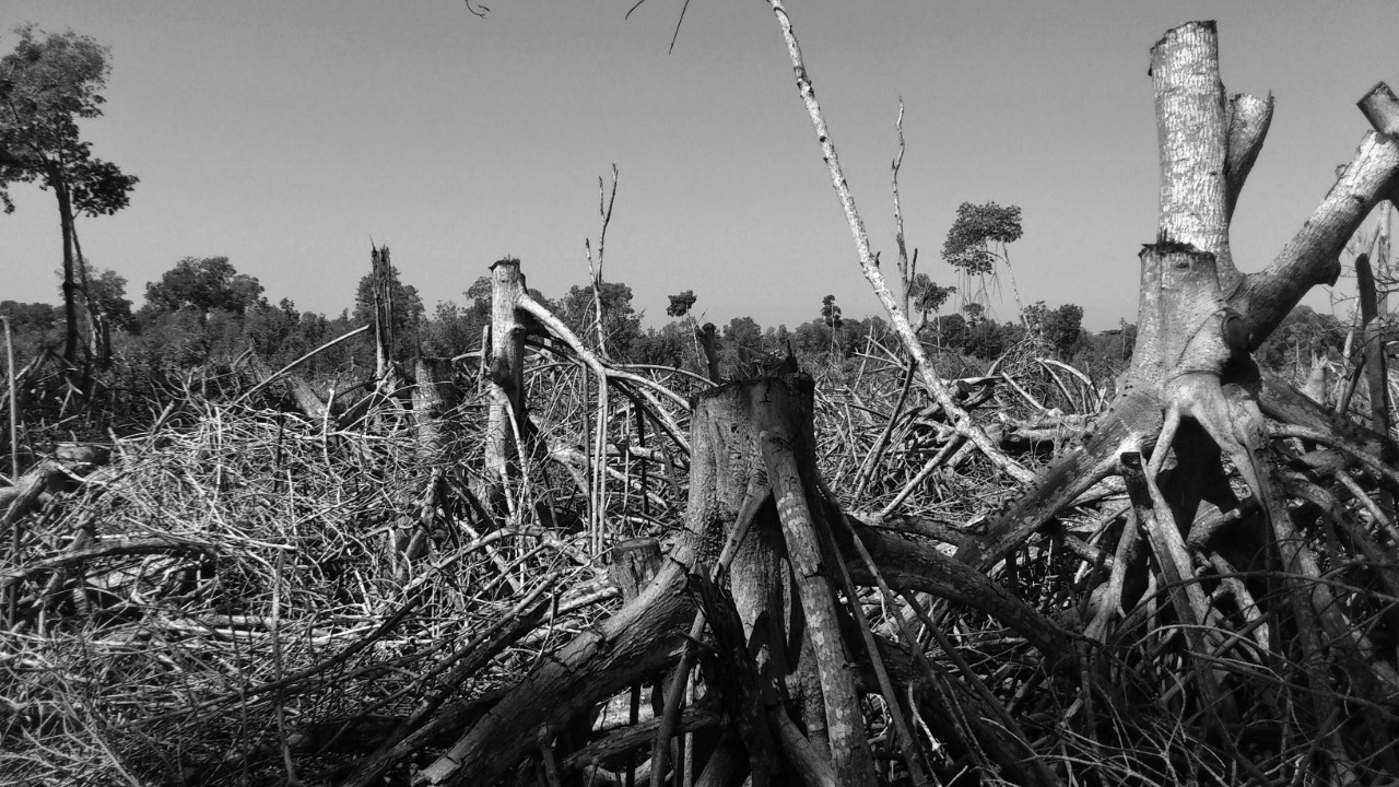 How do your activities affect the mangroves?